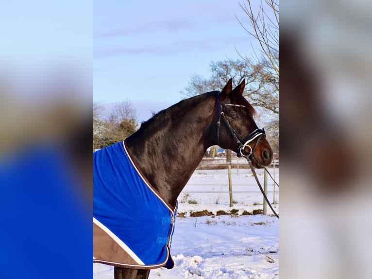 Hannoveraner Hengst 15 Jahre 163 cm Dunkelbrauner in Bevern