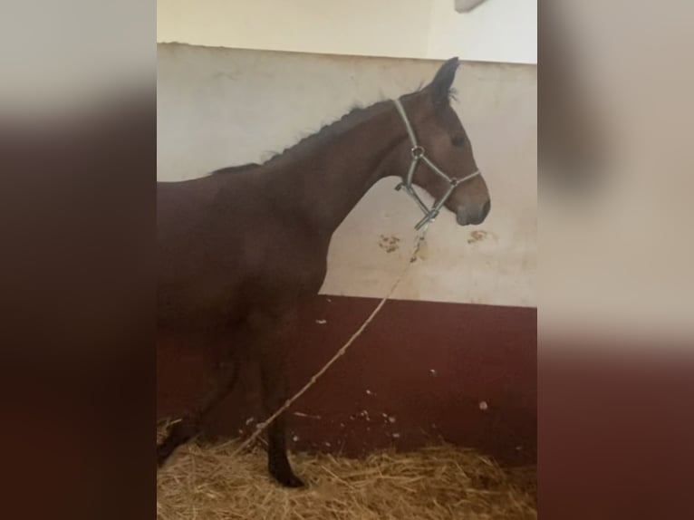 Hannoveraner Hengst 1 Jahr 135 cm Brauner in Villanueva del Ariscal
