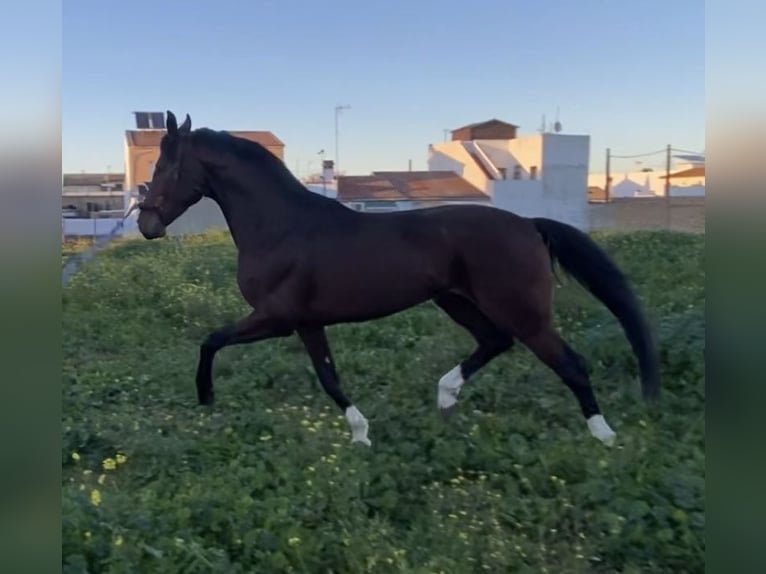 Hannoveraner Hengst 1 Jahr 135 cm Brauner in Villanueva del Ariscal