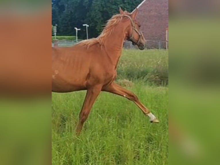 Hannoveraner Hengst 1 Jahr 140 cm Fuchs in Leezdorf
