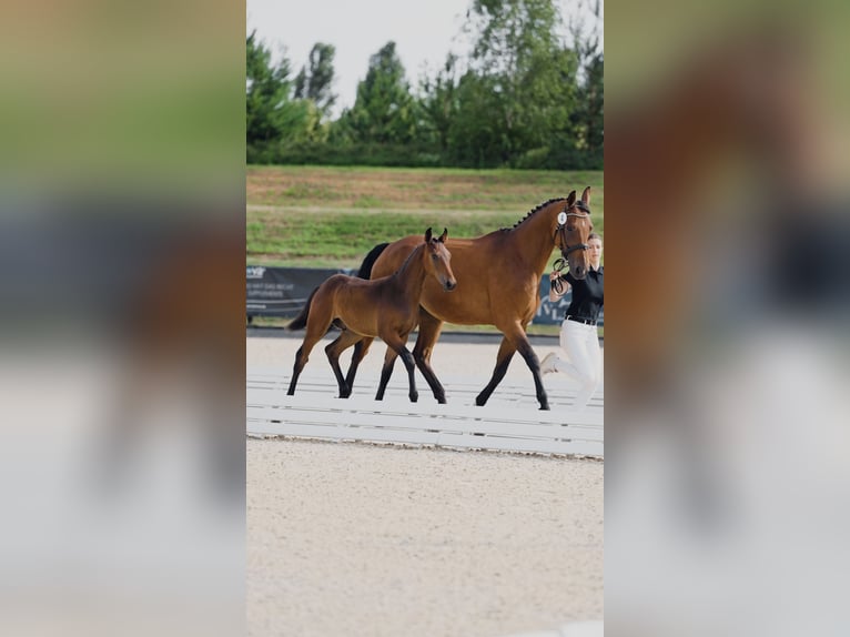 Hannoveraner Hengst 1 Jahr 145 cm Brauner in Bispingen