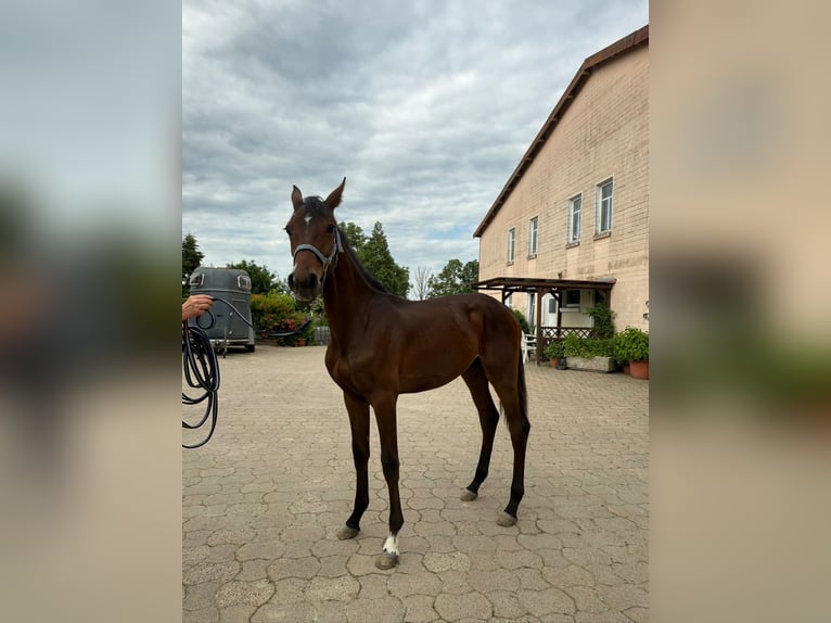 Hannoveraner Hengst 1 Jahr 148 cm Brauner in Bockenem