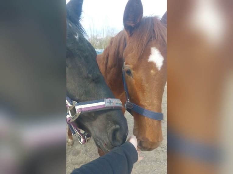 Hannoveraner Hengst 1 Jahr 150 cm Dunkelfuchs in Hamburg Marmstorf