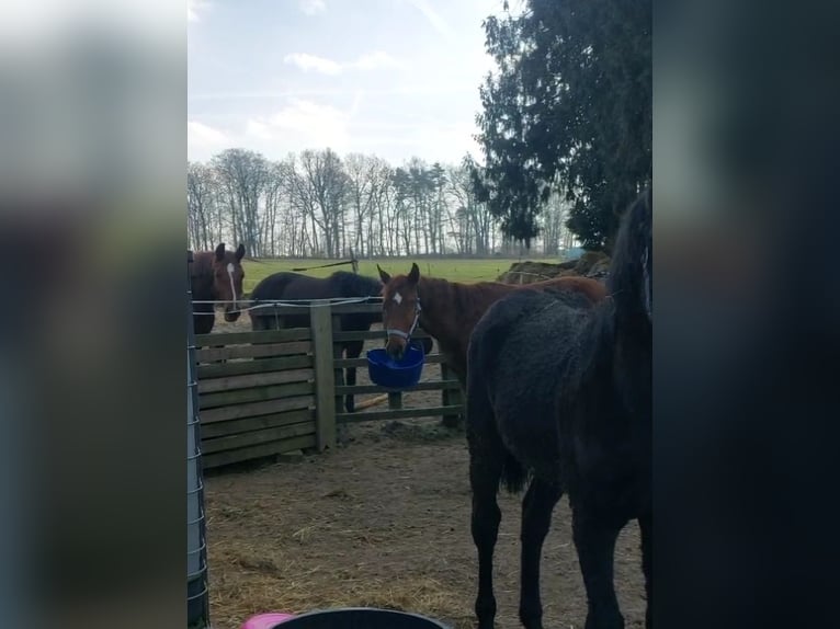 Hannoveraner Hengst 1 Jahr 150 cm Dunkelfuchs in Hamburg Marmstorf