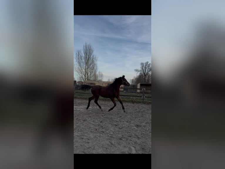 Hannoveraner Hengst 1 Jahr 155 cm Brauner in Beuvry