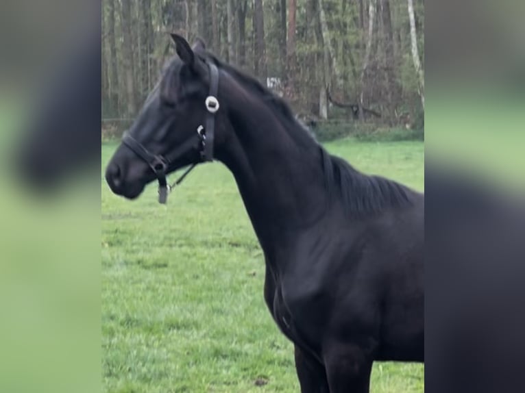 Hannoveraner Hengst 1 Jahr 160 cm Rappe in Lienen