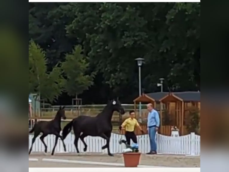 Hannoveraner Hengst 1 Jahr 160 cm Rappe in Lienen