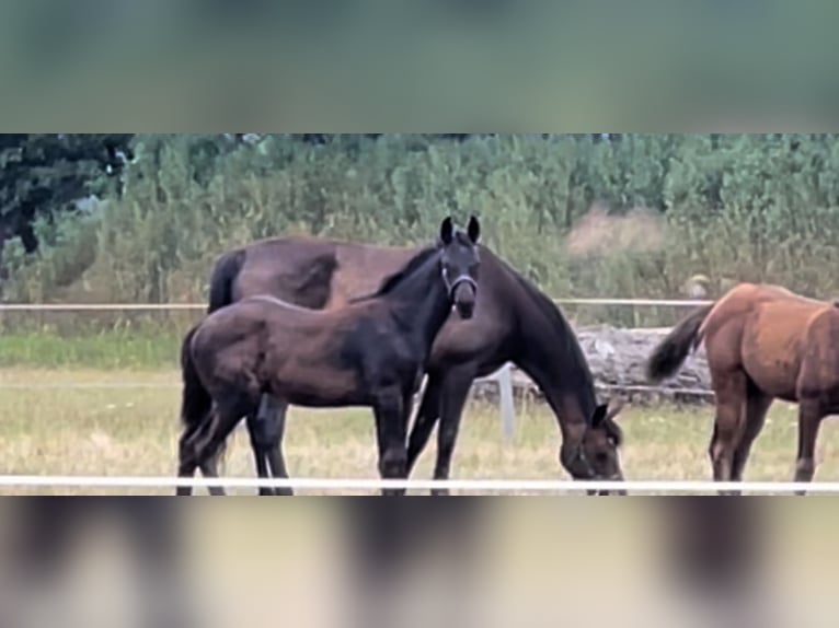 Hannoveraner Hengst 1 Jahr 160 cm Rappe in Lienen