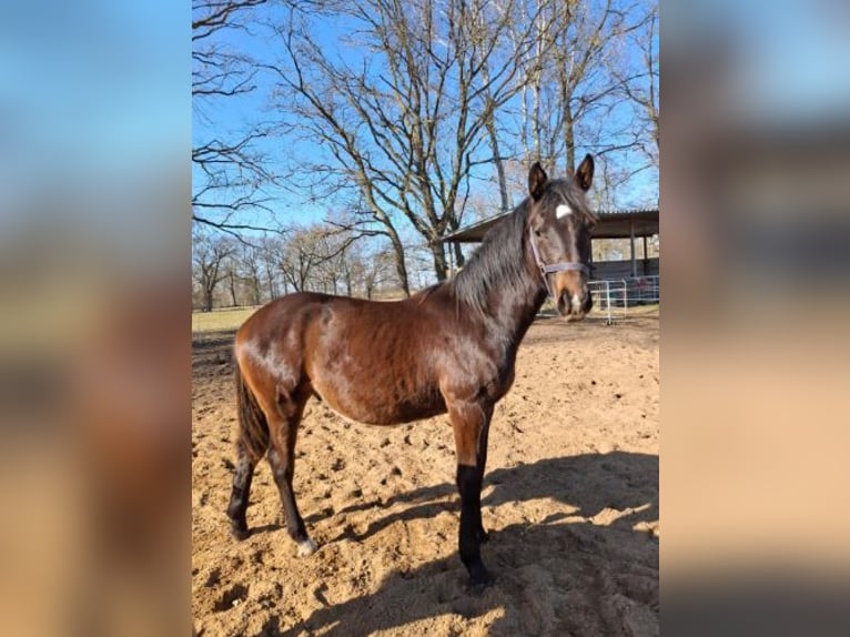 Hannoveraner Hengst 1 Jahr 160 cm Schwarzbrauner in Woosmer
