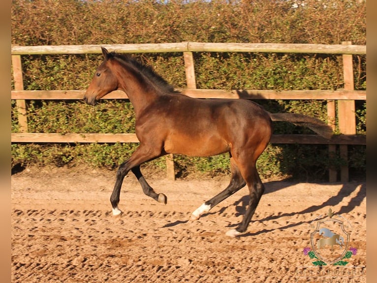 Hannoveraner Hengst 1 Jahr 164 cm Brauner in Aberdeenshire