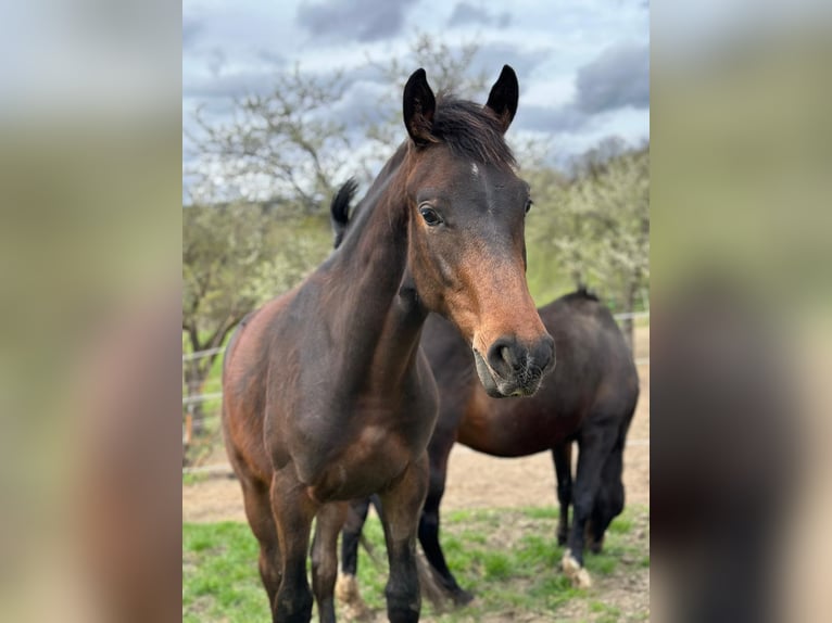 Hannoveraner Hengst 1 Jahr 165 cm Brauner in Bad Soden am Taunus