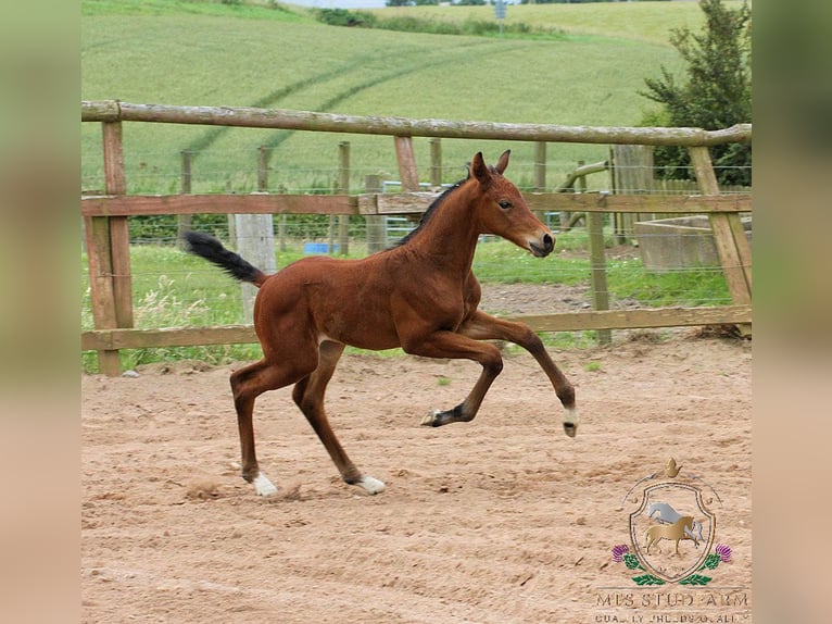 Hannoveraner Hengst 1 Jahr 165 cm Rotbrauner in Aberdeenshire