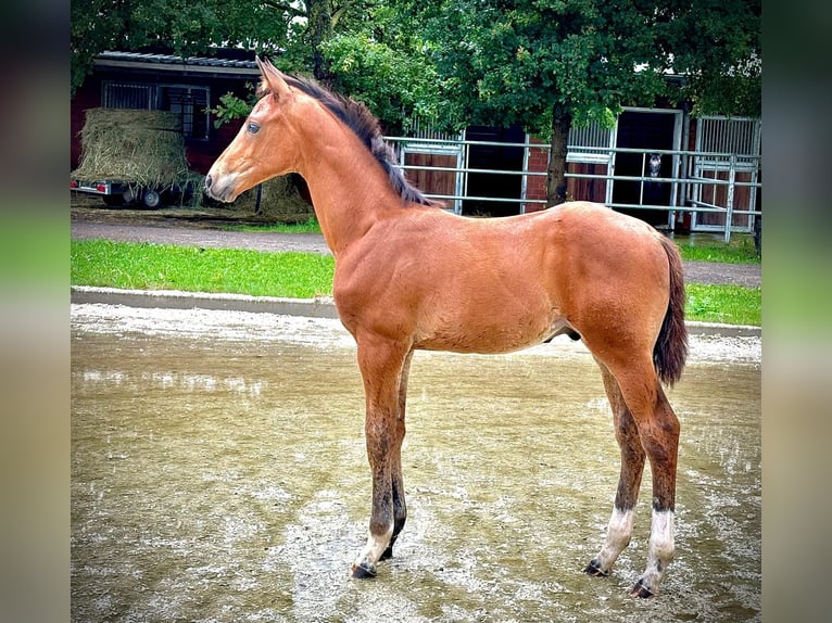 Hannoveraner Hengst 1 Jahr 168 cm Brauner in Winsen (Luhe)