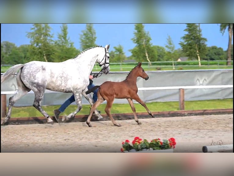 Hannoveraner Hengst 1 Jahr 168 cm Brauner in Bad Bentheim