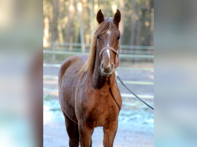 Hannoveraner Hengst 1 Jahr 168 cm Dunkelfuchs in Isernhagen