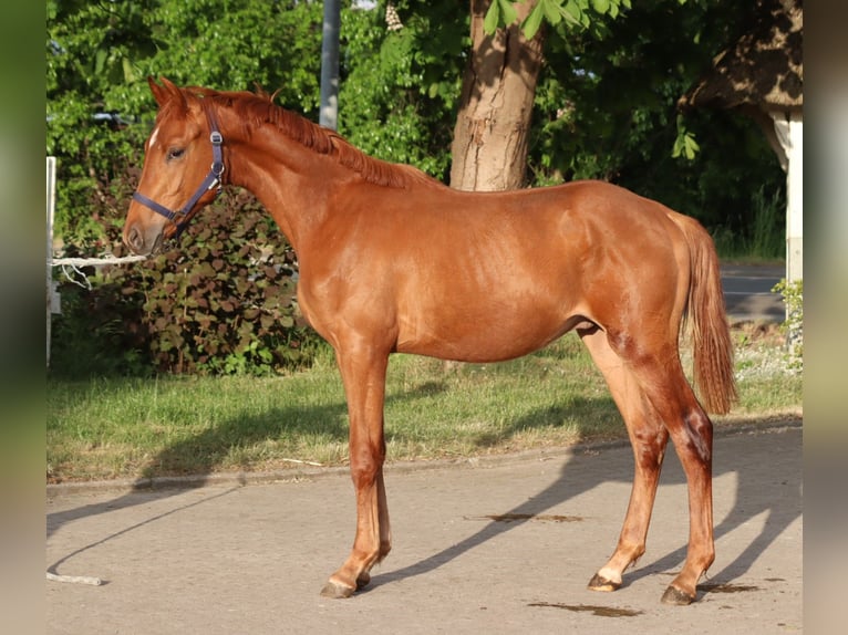 Hannoveraner Hengst 1 Jahr 168 cm Fuchs in Selsingen