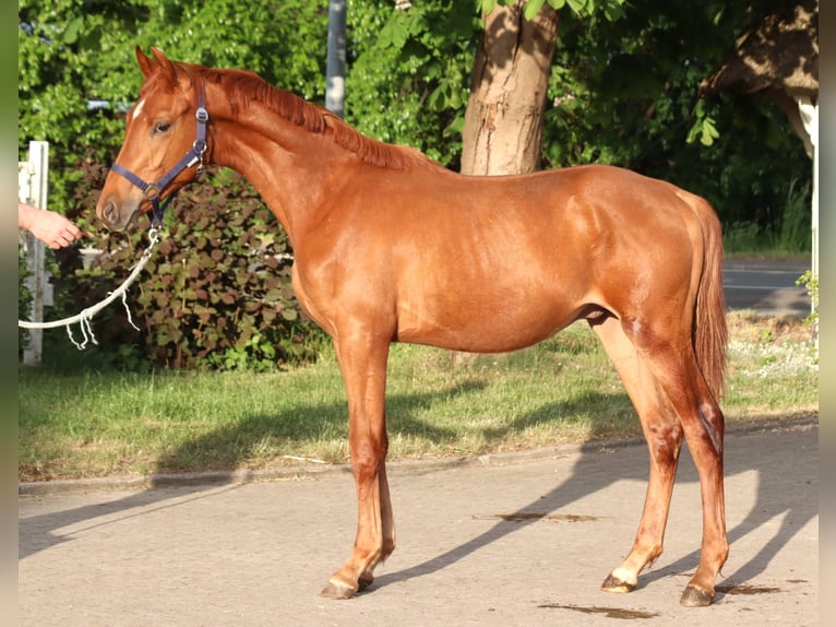 Hannoveraner Hengst 1 Jahr 168 cm Fuchs in Selsingen