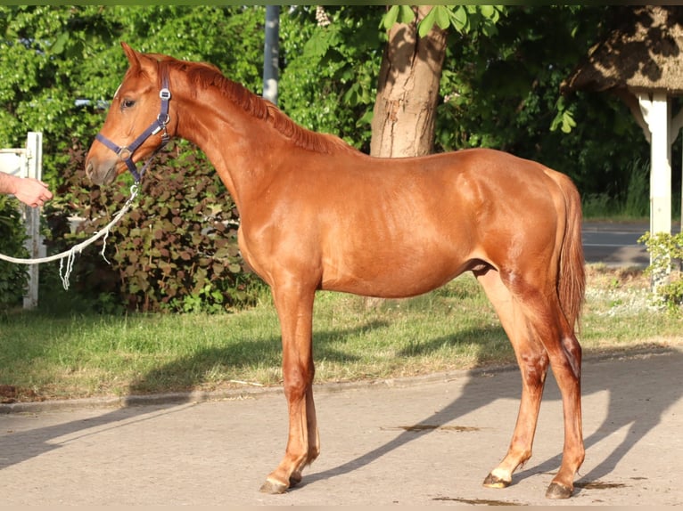 Hannoveraner Hengst 1 Jahr 168 cm Fuchs in Selsingen