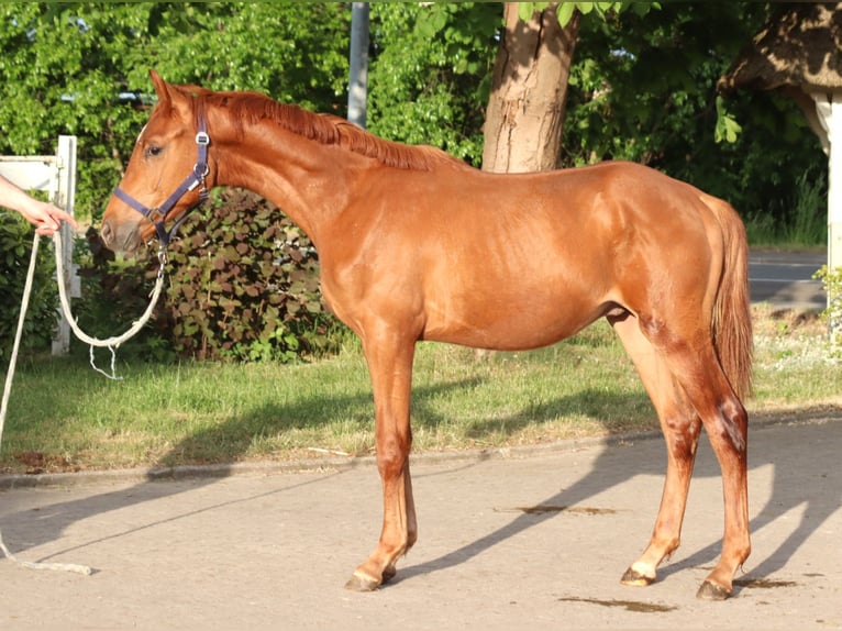 Hannoveraner Hengst 1 Jahr 168 cm Fuchs in Selsingen