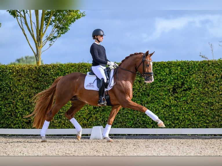 Hannoveraner Hengst 1 Jahr 168 cm Fuchs in Selters