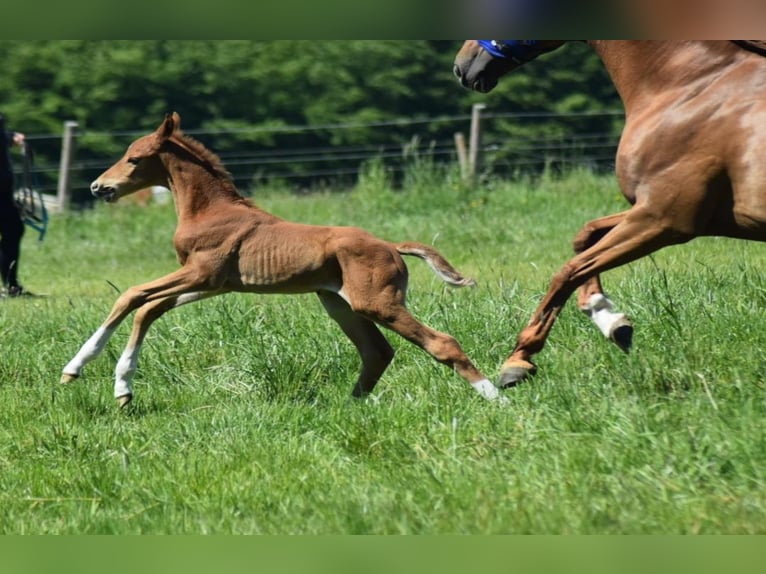 Hannoveraner Hengst 1 Jahr 168 cm Fuchs in Selters