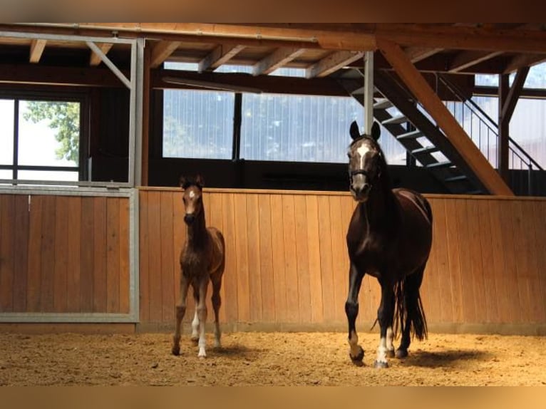 Hannoveraner Hengst 1 Jahr 168 cm Rappe in Hamersen