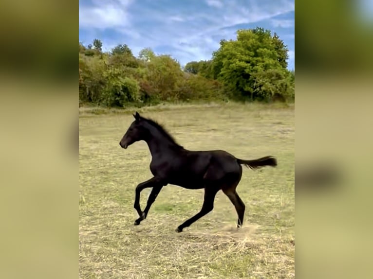 Hannoveraner Hengst 1 Jahr 168 cm Schwarzbrauner in Dransfeld