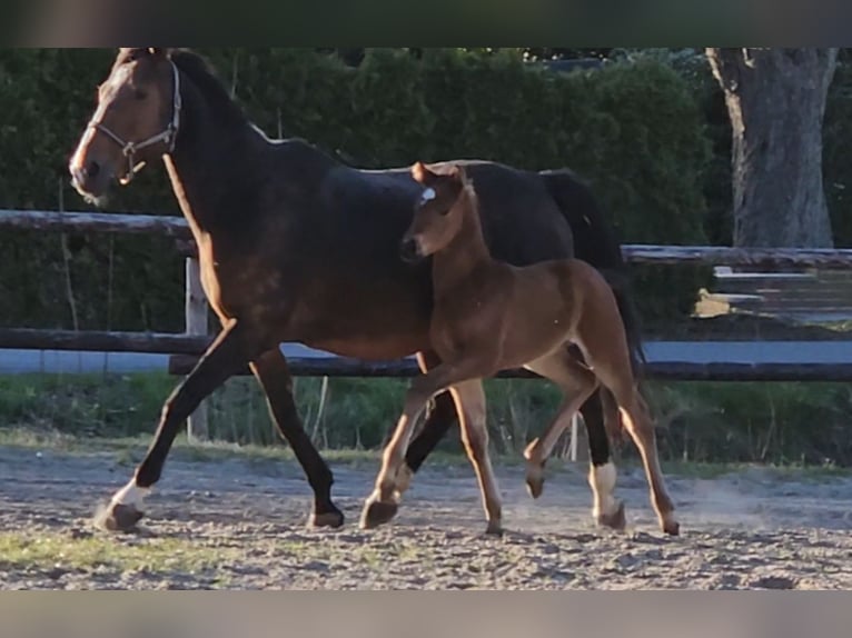 Hannoveraner Hengst 1 Jahr 169 cm Brauner in Osterbruch