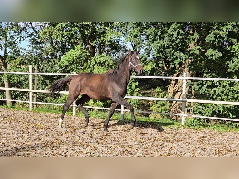 Hannoveraner Hengst 1 Jahr 169 cm Brauner in Bülkau Hannoveraner Hengst 1 Jahr 169 cm Brauner in Bülkau