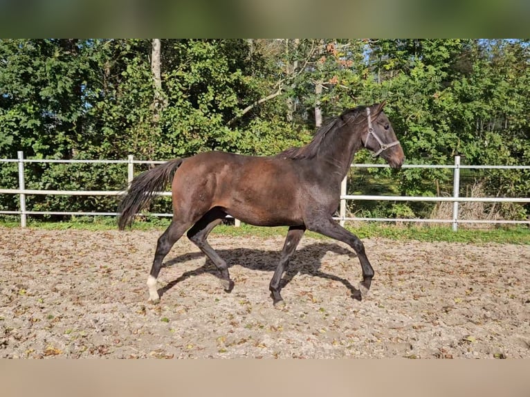 Hannoveraner Hengst 1 Jahr 169 cm Brauner in Bülkau Hannoveraner Hengst 1 Jahr 169 cm Brauner in Bülkau