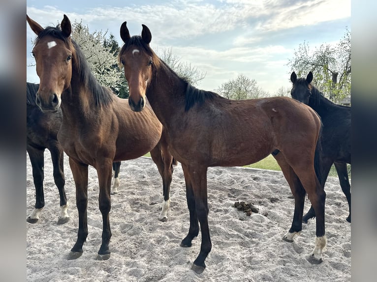 Hannoveraner Hengst 1 Jahr 170 cm Brauner in Dransfeld