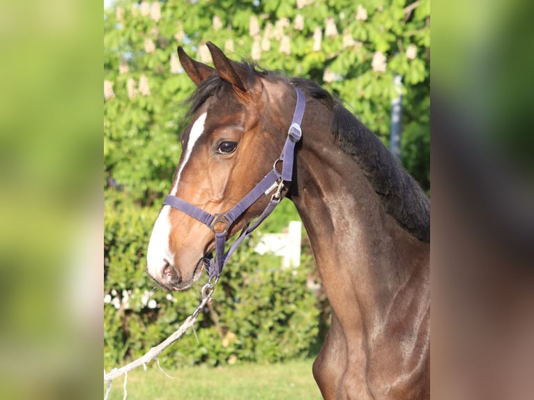 Hannoveraner Hengst 1 Jahr 170 cm Brauner in Selsingen