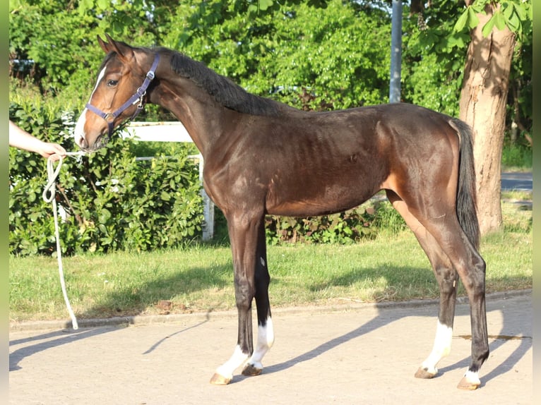 Hannoveraner Hengst 1 Jahr 170 cm Brauner in Selsingen