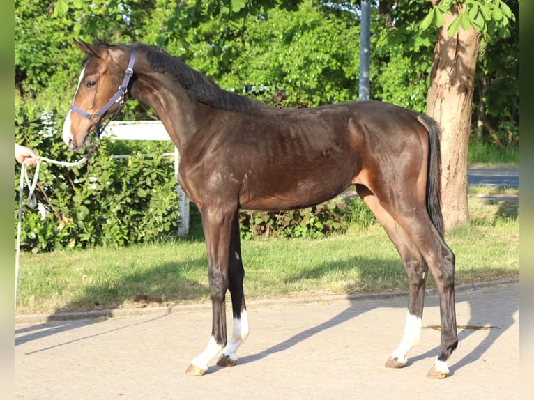 Hannoveraner Hengst 1 Jahr 170 cm Brauner in Selsingen