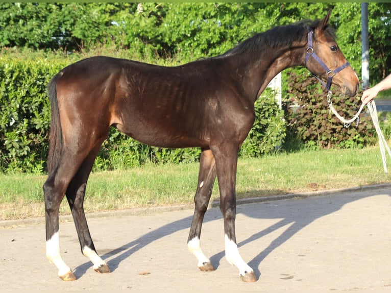 Hannoveraner Hengst 1 Jahr 170 cm Brauner in Selsingen