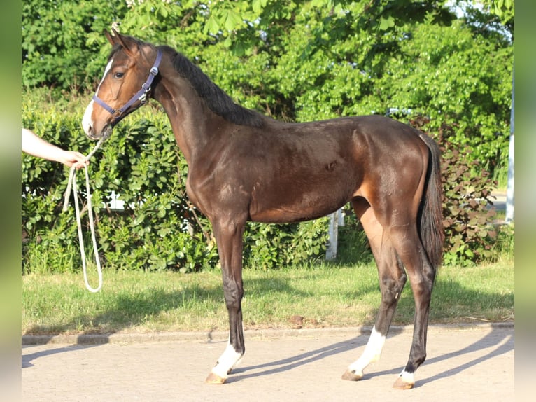 Hannoveraner Hengst 1 Jahr 170 cm Brauner in Selsingen