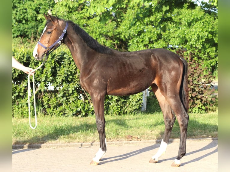 Hannoveraner Hengst 1 Jahr 170 cm Brauner in Selsingen