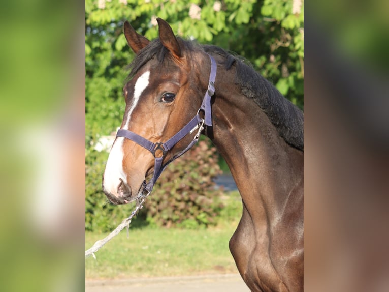 Hannoveraner Hengst 1 Jahr 170 cm Brauner in Selsingen