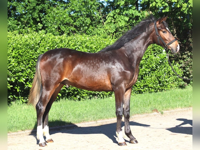 Hannoveraner Hengst 1 Jahr 170 cm Brauner in Selsingen