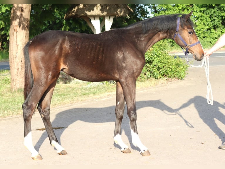 Hannoveraner Hengst 1 Jahr 170 cm Brauner in Selsingen