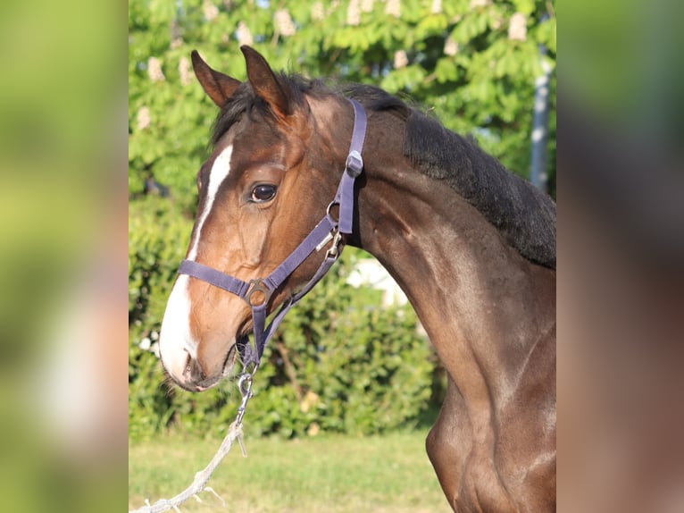 Hannoveraner Hengst 1 Jahr 170 cm Brauner in Selsingen