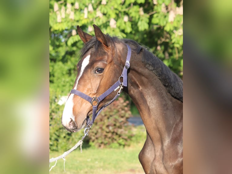 Hannoveraner Hengst 1 Jahr 170 cm Brauner in Selsingen