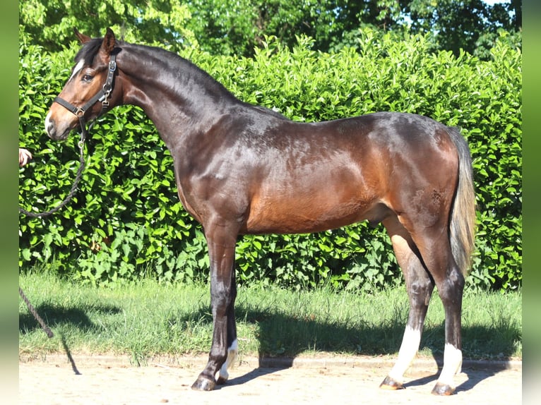 Hannoveraner Hengst 1 Jahr 170 cm Brauner in Selsingen