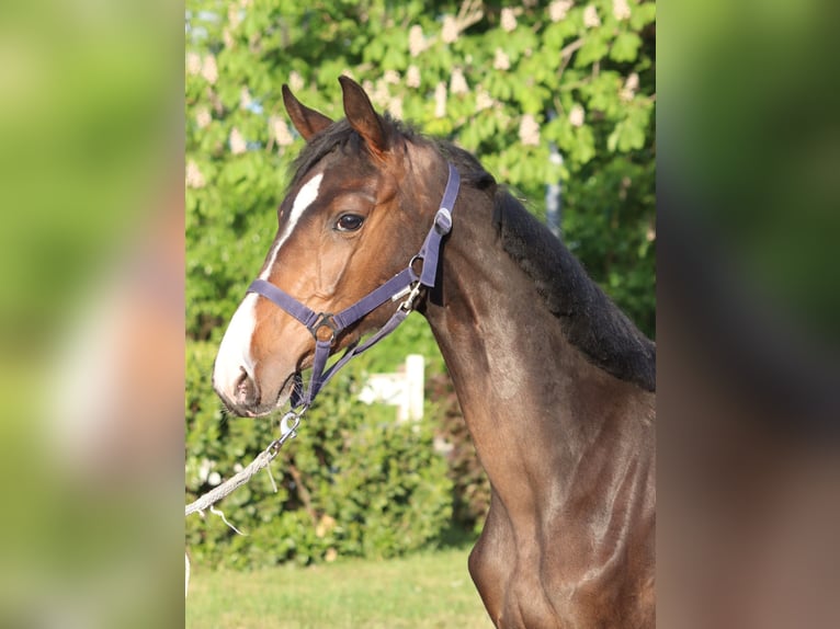 Hannoveraner Hengst 1 Jahr 170 cm Brauner in Selsingen