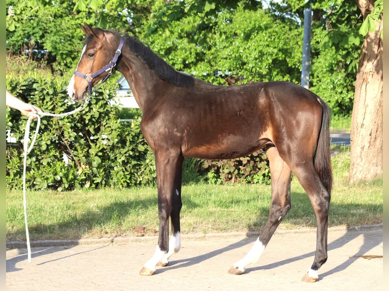 Hannoveraner Hengst 1 Jahr 170 cm Brauner in Selsingen