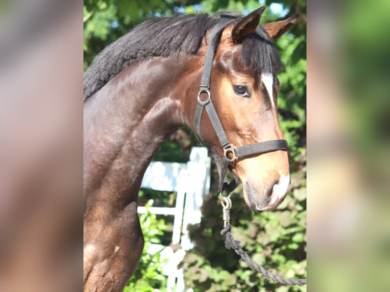 Hannoveraner Hengst 1 Jahr 170 cm Brauner in Selsingen