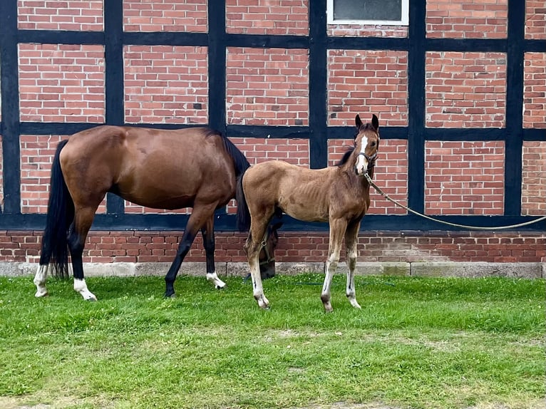 Hannoveraner Hengst 1 Jahr 170 cm Brauner in Visselhövede