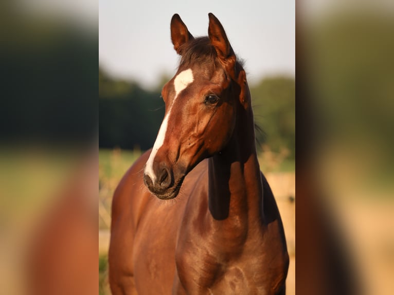 Hannoveraner Hengst 1 Jahr 170 cm Brauner in Rickling