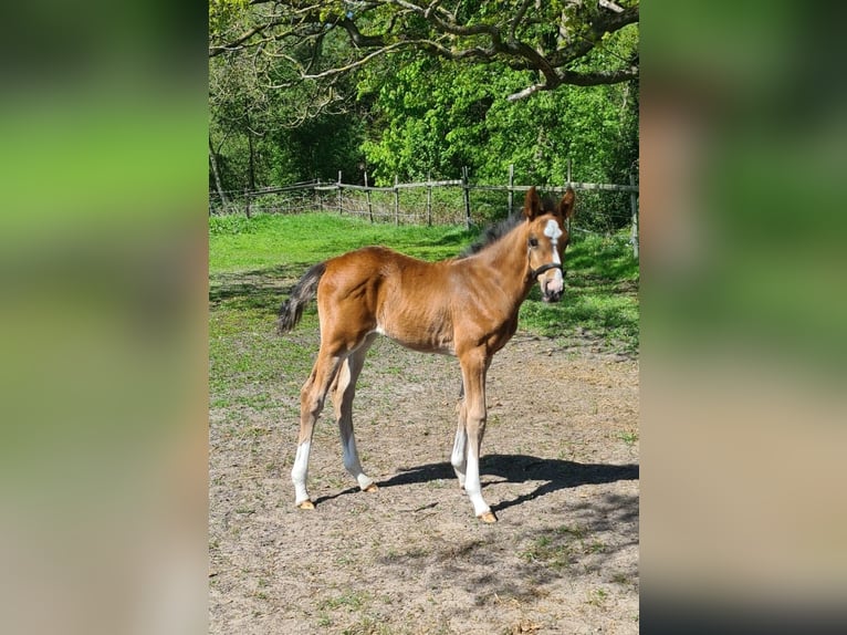 Hannoveraner Hengst 1 Jahr 170 cm Brauner in Osterholz-Scharmbeck