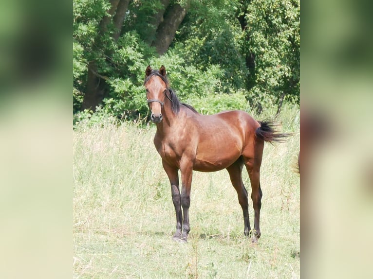 Hannoveraner Hengst 1 Jahr 170 cm Brauner in Elmshorn